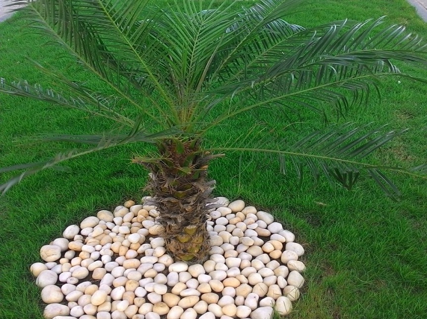 Greenscape Creation